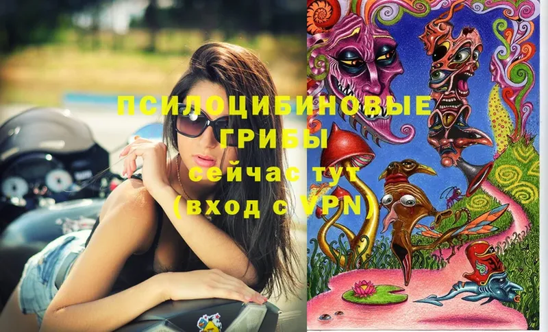 сколько стоит  Карачев  Галлюциногенные грибы Magic Shrooms 